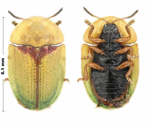 Cassida denticollis